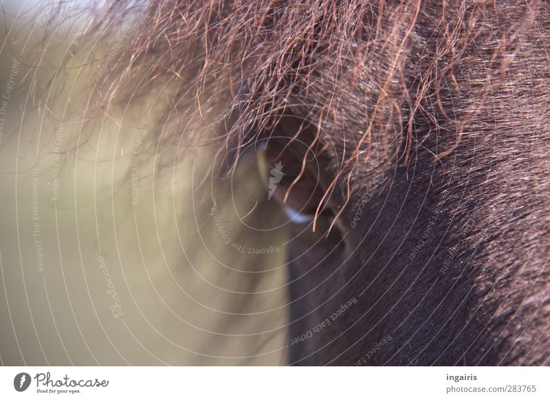 In the moment of the moment Ride Nature Animal Farm animal Horse Eyes Horse's eyes Mane Iceland Pony Parts of body 1 Observe Looking Friendliness Curiosity