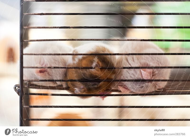 habitat Zoo Animal Pelt Pet Lie Sleep Dream Sadness Sell Near Gloomy weaker Fatigue Hamster Pet shop cagey Cuddling Captured Empty Grating Living thing