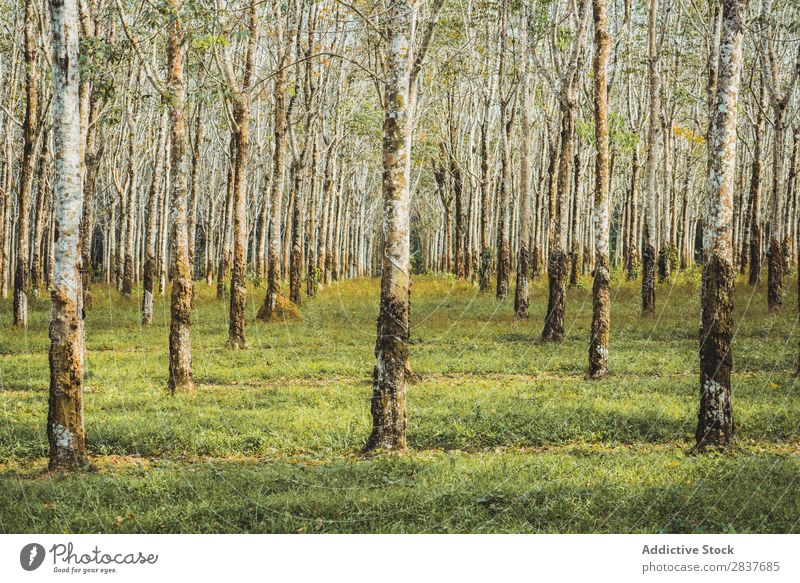 Rows of trees in forest Forest Green Spring rows Tree Nature Seasons Environment Beautiful Landscape Perspective Light Sunlight Natural Park Plant Scene