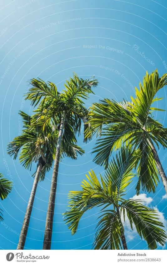 Palm trees in sunny day Palm of the hand Sunbeam Day Beach Summer Ocean Nature Tropical Vacation & Travel Blue Sky Landscape Beautiful Tourism Sand Tree Island