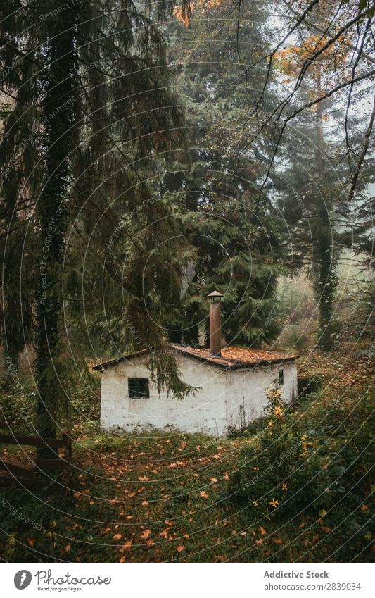 Small building in forest Forest Nature Autumn Trunk Building Seasons Landscape Park Beautiful Multicoloured Natural Leaf Light Environment Plant scenery Sunbeam