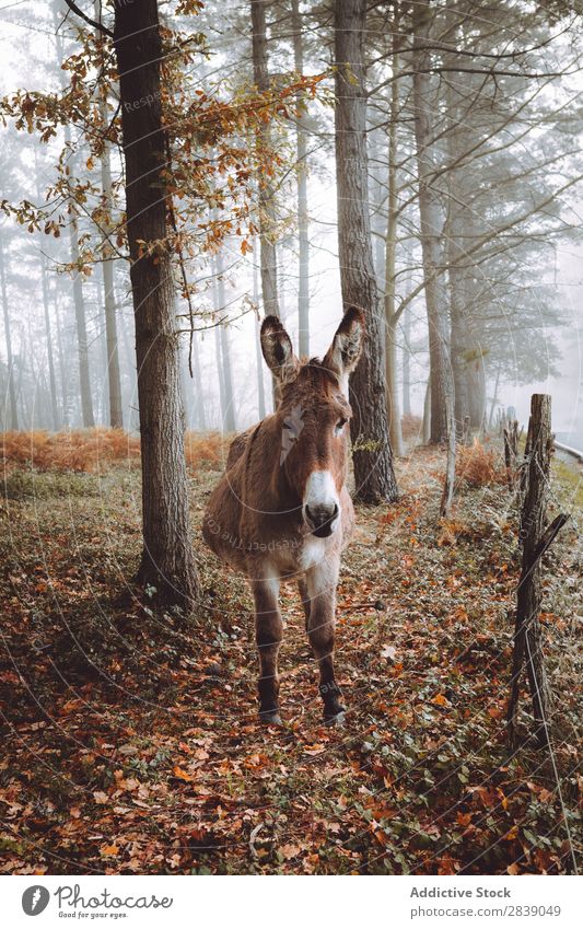 Donkey in autumn forest Forest Nature Autumn Animal Livestock Fence Rural Landscape Trunk Seasons Park Beautiful Multicoloured Natural Leaf Light Environment
