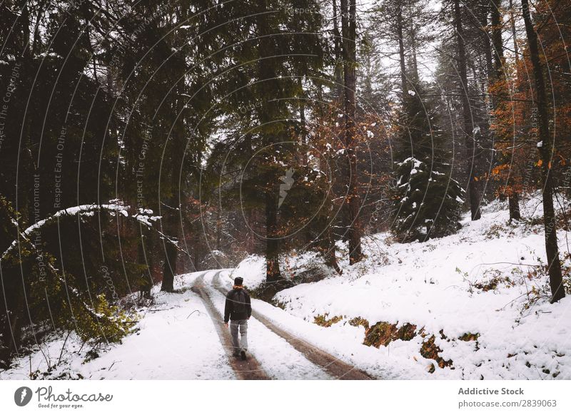 Person walking on road in winter forest Forest Nature Winter Street White Snow Human being Tourist Walking Rural Landscape Trunk Seasons Park Beautiful