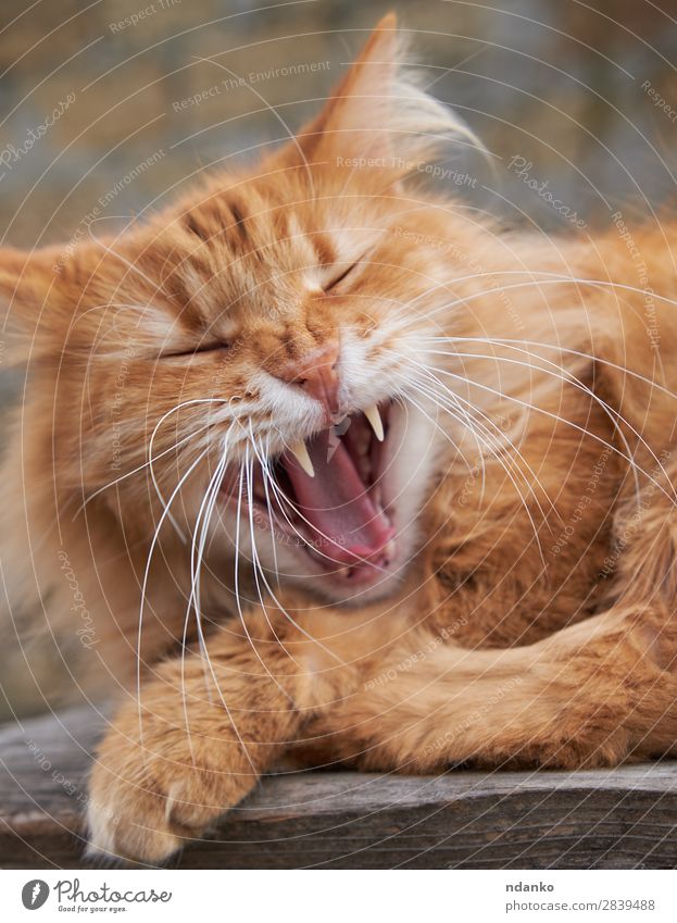 red adult cat yawns Animal Pet Cat Paw 1 Lie Sleep Scream Cute Orange Red Relaxation Colour Yawn Kitten Domestic ginger one Mammal fluffy Breed Purebred furry