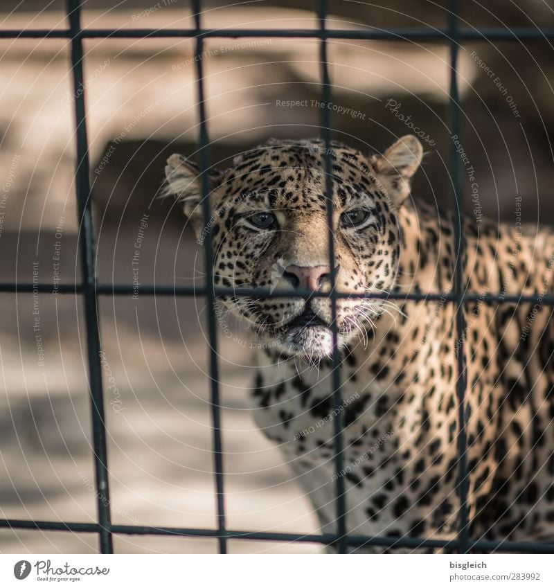 leopard Zoo Animal Wild animal Animal face Panther 1 Grating Looking Brown Yellow Gold Colour photo Exterior shot Deserted Copy Space left Day