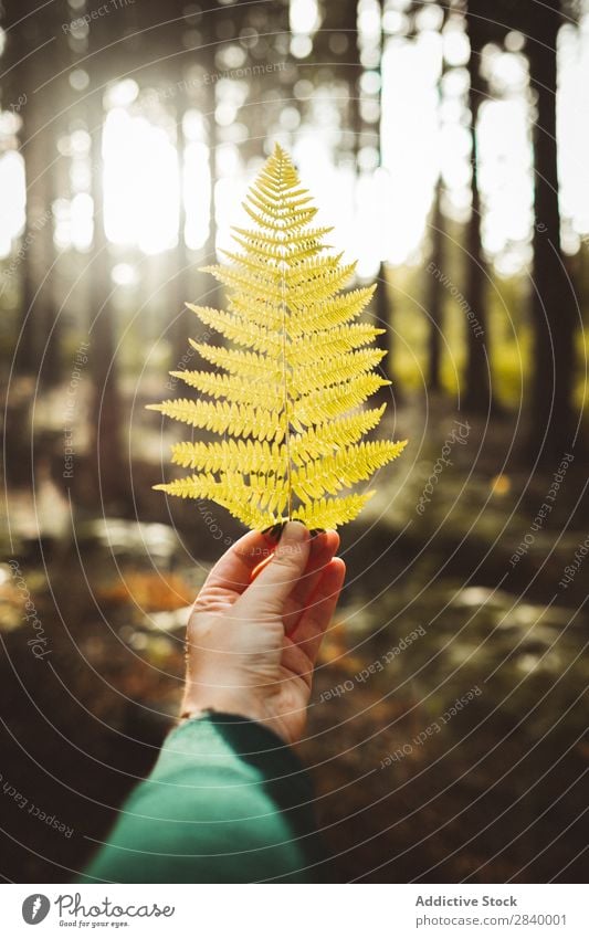 Crop hand holding yellow leaf Human being Fern Leaf Forest Autumnal Indicate Plant Green Herbs and spices Growth Ornamental Branch Natural frond Yellow Organic