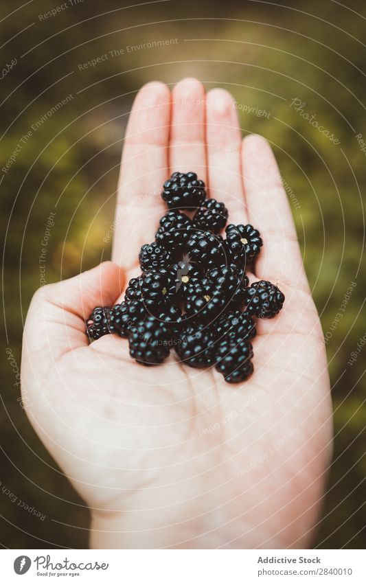 Crop hand with pile of blackberries Human being handful Blackberry Delicious Nature Sweet Organic Fresh Summer Healthy Natural Juicy Harvest Agriculture Dessert