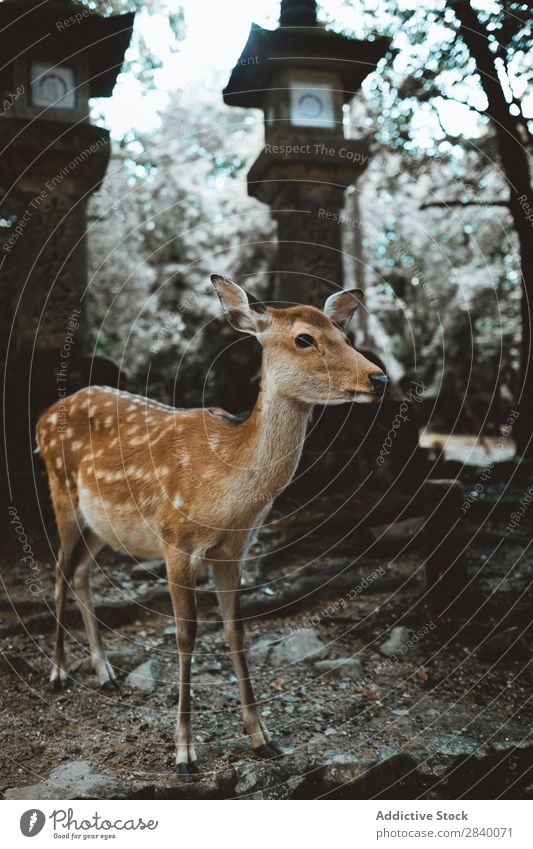 Small deer in the forest Deer Forest Baby Mail Tradition asian Park Brown Nature Animal Mammal Wild wildlife Buck fauna doe Youth (Young adults) Living thing