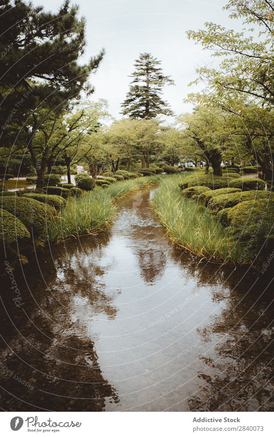 Small river in park Nature Green Water River Forest Vantage point Plant Beautiful Natural Seasons Fresh Environment Multicoloured Light Sunlight Bright