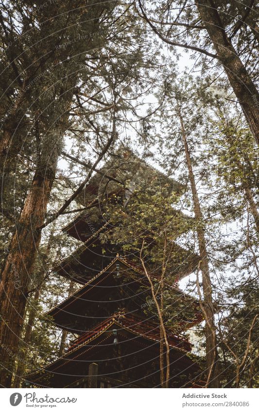 High Asian pagoda in woods Building asian Nature Green Vantage point Beautiful Natural East Tower Tradition oriental eastern Pagoda Seasons Fresh Environment
