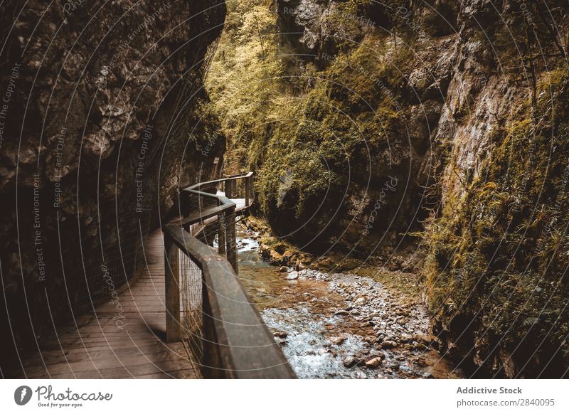 Wooden walkway in gorge Canyon Corridor Nature Green Vantage point Handrail Mountain Hill Cliff Rock Plant Beautiful Natural Seasons Fresh Environment
