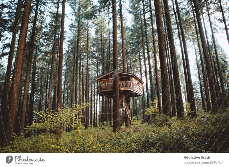 Wooden house in forest House (Residential Structure) Forest Nature Green Vantage point Plant Beautiful Natural Seasons Fresh Environment Multicoloured Light