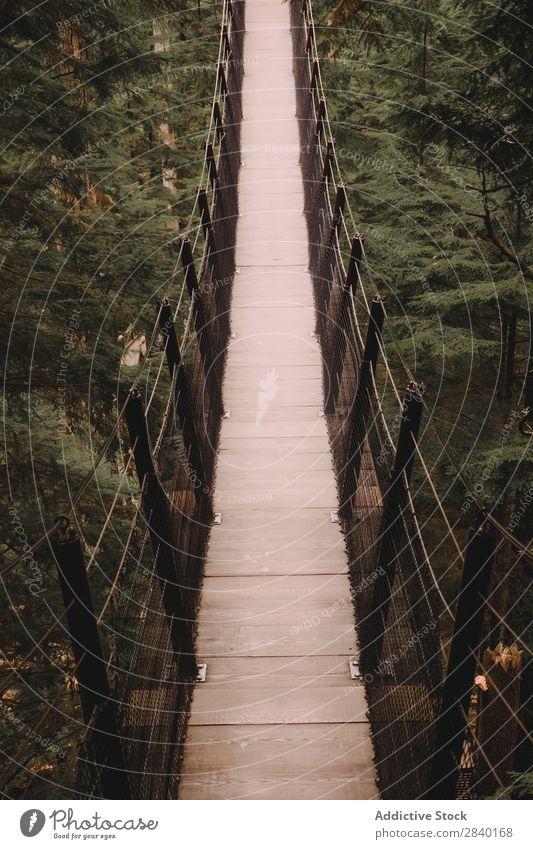 Hanging bridge between trees in coniferous woods. Bridge Tree Design Forest Adventure Construction above ground Park Suspension Green Sports Hiking Stairs
