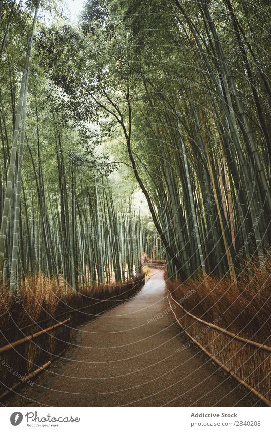 bamboo forest path