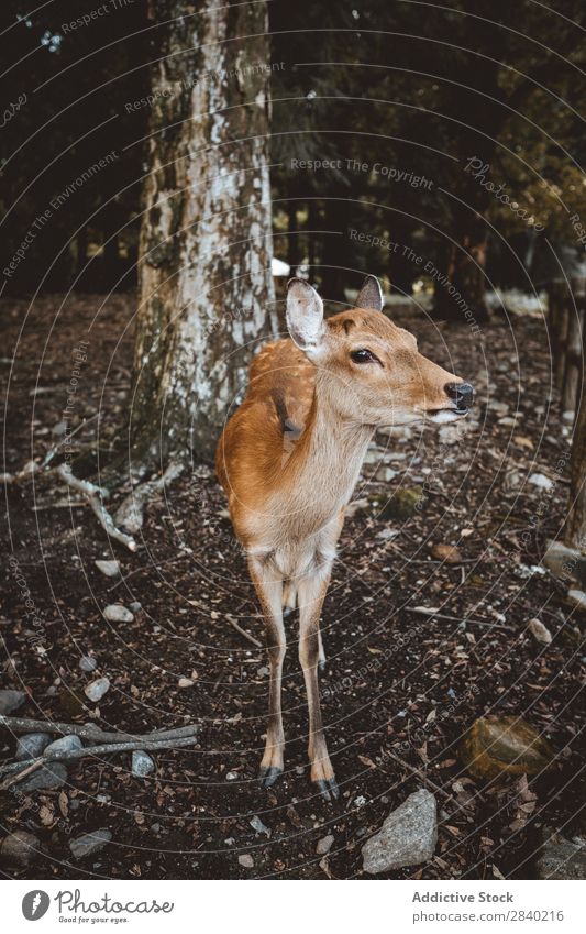 Deer in forest Forest Nature Mammal Animal wildlife Fawn Tree fauna Beautiful doe Wilderness Cute Small Charming Hunting Park white-tailed Delightful Ground