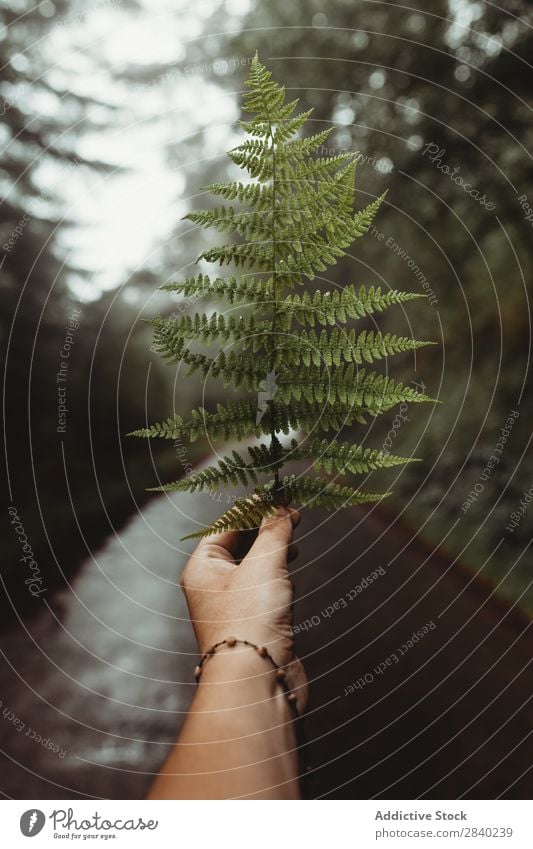 Person holding fern lead Human being Fern Leaf Forest Indicate Green Growth Branch Natural frond Organic Lush Plant Fresh botanic Hand Crops body part Hold Twig