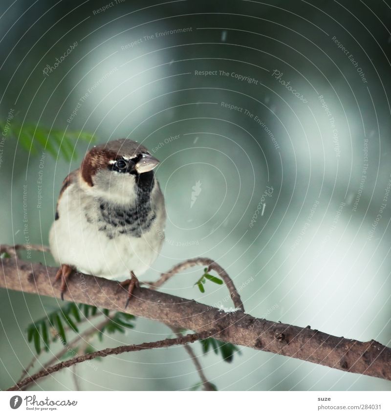 Little Man Environment Nature Animal Winter Weather Wild animal Bird 1 Sit Wait Small Cute Brown Gray Sparrow Feather Animalistic Song Twig Beak Ornithology