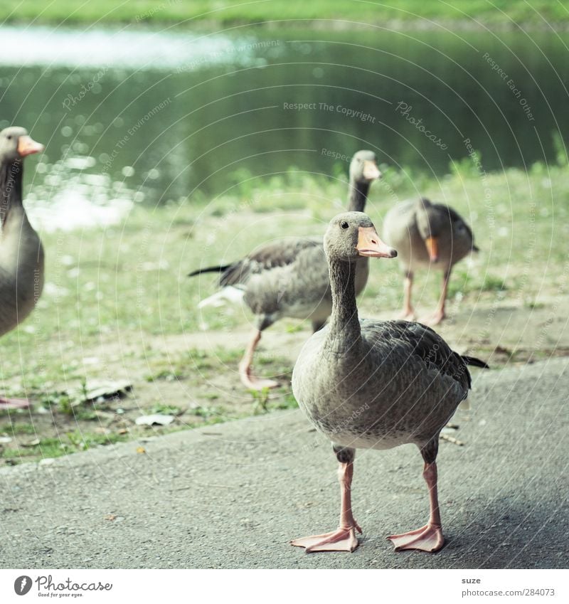 Female | The stupid geese ;) Environment Nature Animal Summer Beautiful weather Meadow Lakeside Lanes & trails Farm animal Bird 4 Group of animals Looking Free