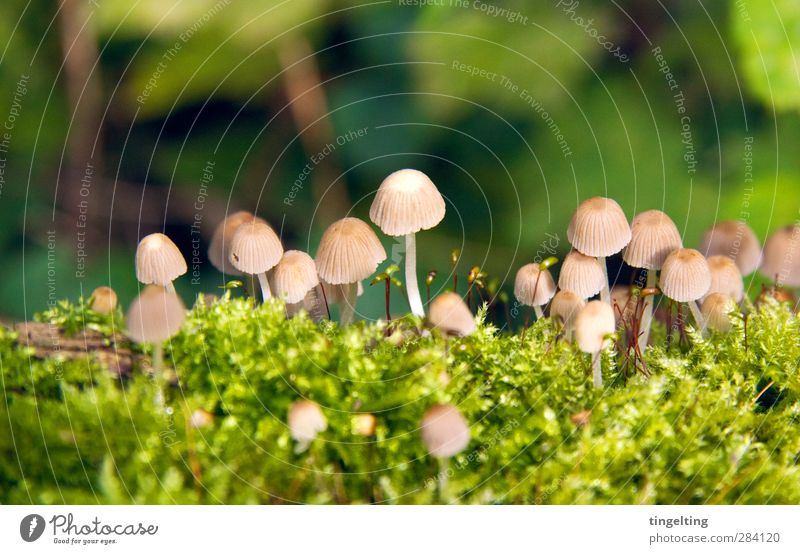 Little men in the forest Nature Landscape Plant Mushroom Moss Forest Growth Near Natural Brown Green Many Small Delicate Fragile Sensitive Colour photo