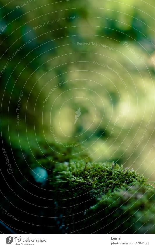 moss Environment Nature - a Royalty Free Stock Photo from Photocase