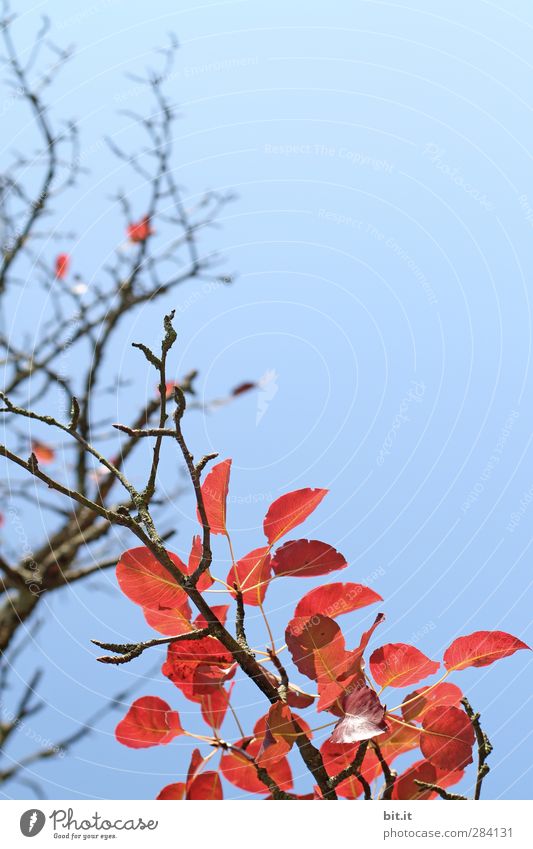 FIREWood and FLAME Environment Nature Plant Sky Cloudless sky Autumn Climate Beautiful weather Tree Bushes Hang Illuminate To dry up Blue Red Transience