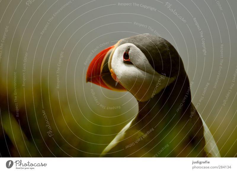 Iceland Environment Nature Animal Grass Coast Wild animal Bird Puffin 1 Looking Wait Beautiful Natural Cute Multicoloured Moody Colour photo Subdued colour