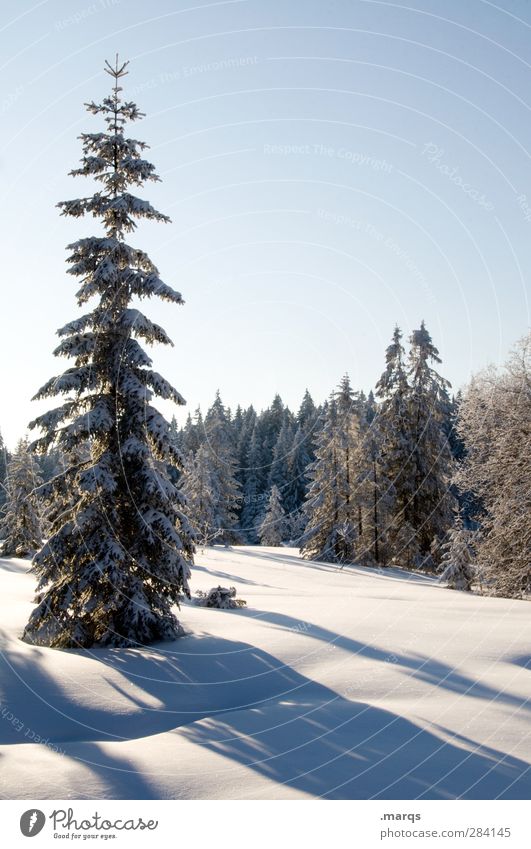 Natural Nature Landscape Elements Cloudless sky Winter Beautiful weather Snow Tree Coniferous trees Forest Cold Colour photo Exterior shot Deserted