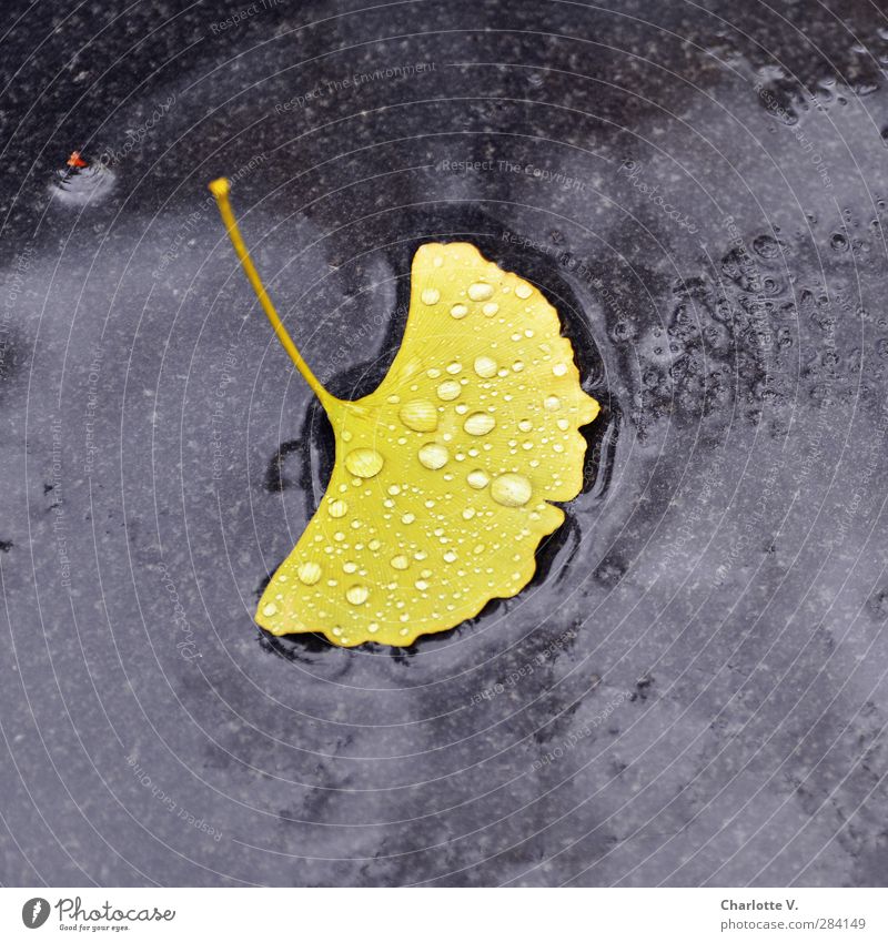 ginkgo leaf Plant Autumn Bad weather Rain Leaf Ginko Stone Water Esthetic Simple Exotic Wet Soft Yellow Black Purity finite Loneliness Uniqueness End Symmetry