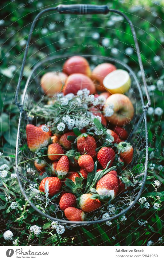 Basket with strawberries and apples Apple Strawberry Healthy Fruit Food Fresh Grass Green Sweet Organic Nature Summer Delicious Dessert Mature Vegetarian diet