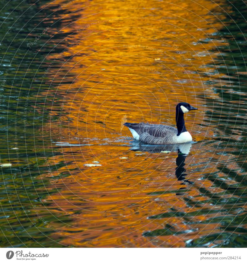 ------!- Water Autumn Pond Lake Animal Wild animal Bird 1 Movement Swimming & Bathing Orange Goose Colour photo Exterior shot Twilight Light Reflection Sunlight