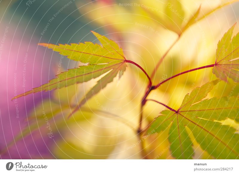 yellow tips Autumn Plant Bushes Leaf Maple leaf Maple branch Japan maple tree Autumnal colours Authentic Natural Yellow Colour photo Exterior shot Abstract