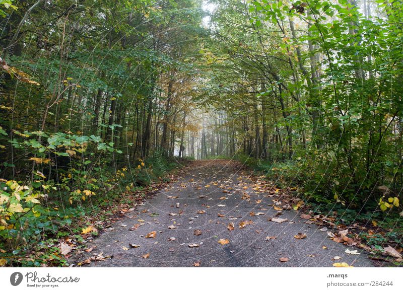 a way out Trip Environment Nature Autumn Climate Fog Plant Tree Leaf Forest Street Lanes & trails Simple Natural Perspective Colour photo Exterior shot Deserted