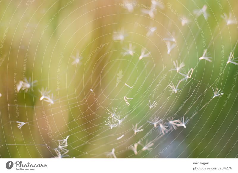 spider webs Science & Research Art Nature Summer Catch Emotions Easy White Green Woven Spider Insect Circle Round Wind Blur Macro (Extreme close-up)