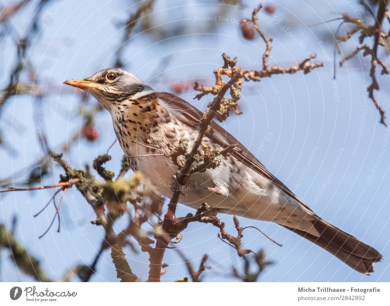 Juniper Thrush in a Tree Nature Animal Sky Sunlight Beautiful weather Twigs and branches Wild animal Bird Animal face Wing Claw Turdus Pilaris Throstle Beak