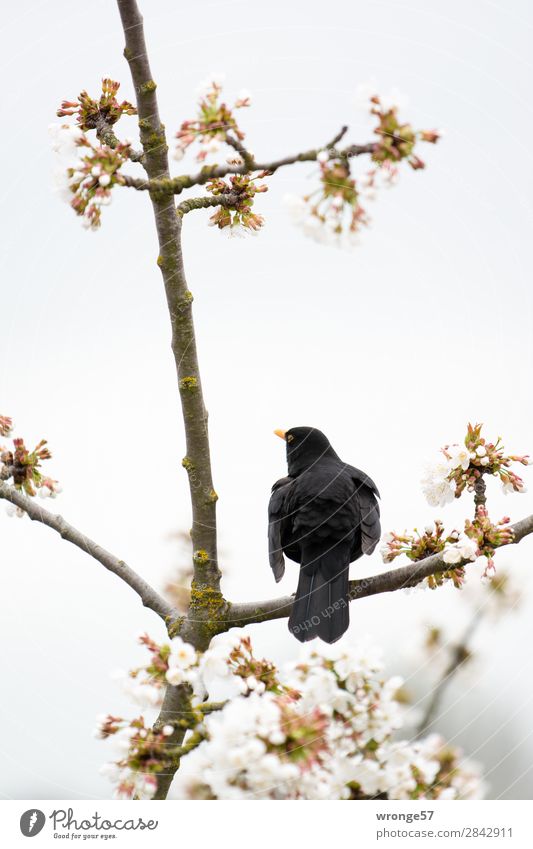 spring fever Spring Tree Blossom Cherry tree Garden Animal Wild animal Bird 1 Spring fever Spring day Sit Brown Gray Black White Blackbird Cherry blossom