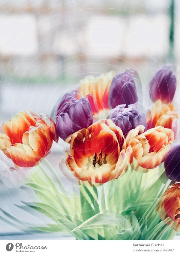 Tulips Flowers Spring Art Nature Summer Autumn Winter Plant Leaf Blossom Bouquet Blossoming Illuminate Beautiful Yellow Gold Green Violet Orange Pink Red