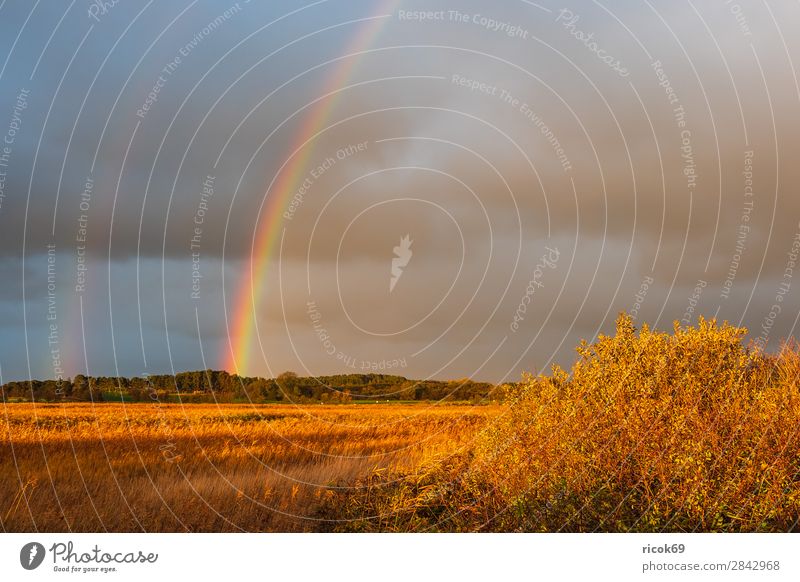 Landscape on the island of Moen in Denmark Relaxation Vacation & Travel Tourism Nature Clouds Autumn Tree Meadow Field Forest Blue Idyll Environment moen