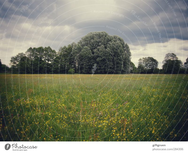 somber Environment Nature Landscape Plant Clouds Storm clouds Weather Bad weather Gale Rain Tree Flower Grass Foliage plant Meadow Forest Threat Green Moody