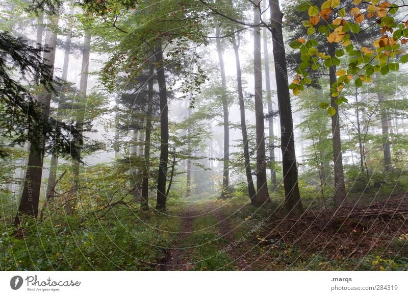 walk in the woods Hiking Environment Nature Landscape Elements Autumn Climate Climate change Weather Fog Plant Tree Deciduous forest Forest Lanes & trails Fresh