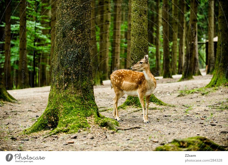 there's a reh in the woods... Nature Landscape Summer Tree Forest Wild animal Roe deer 1 Animal Observe Looking Stand Authentic Natural Cute Loneliness Elegant