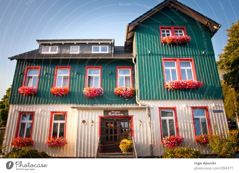 Beautiful misery! Environment Flower Harz Highlands Saxony-Anhalt Germany Village Deserted House (Residential Structure) Building Vacation home Vacation photo