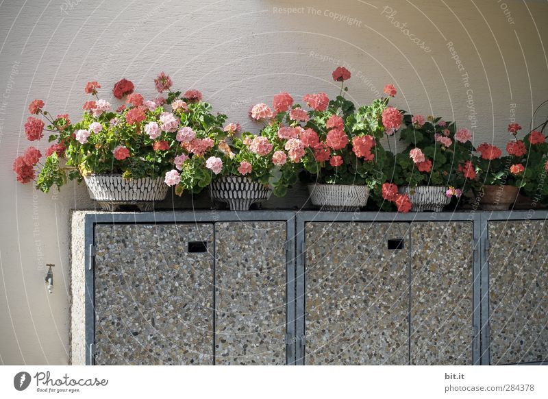 Ger.anien from Bit.anien Plant Flower Blossom Pot plant Wall (barrier) Wall (building) Kitsch Odds and ends Concrete Blossoming Growth Gray Contentment Geranium