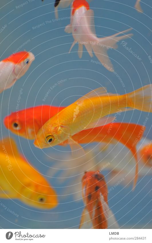 There art plenty fish in the *tank* - a Royalty Free Stock Photo