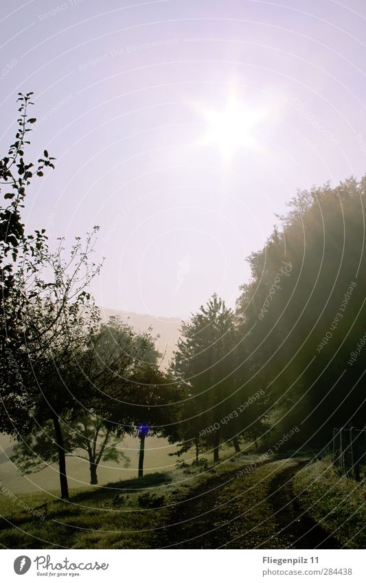 Way into the darkness Environment Nature Landscape Sky Cloudless sky Sun Sunlight Weather Ice Frost Plant Tree Grass Foliage plant Garden Park Meadow