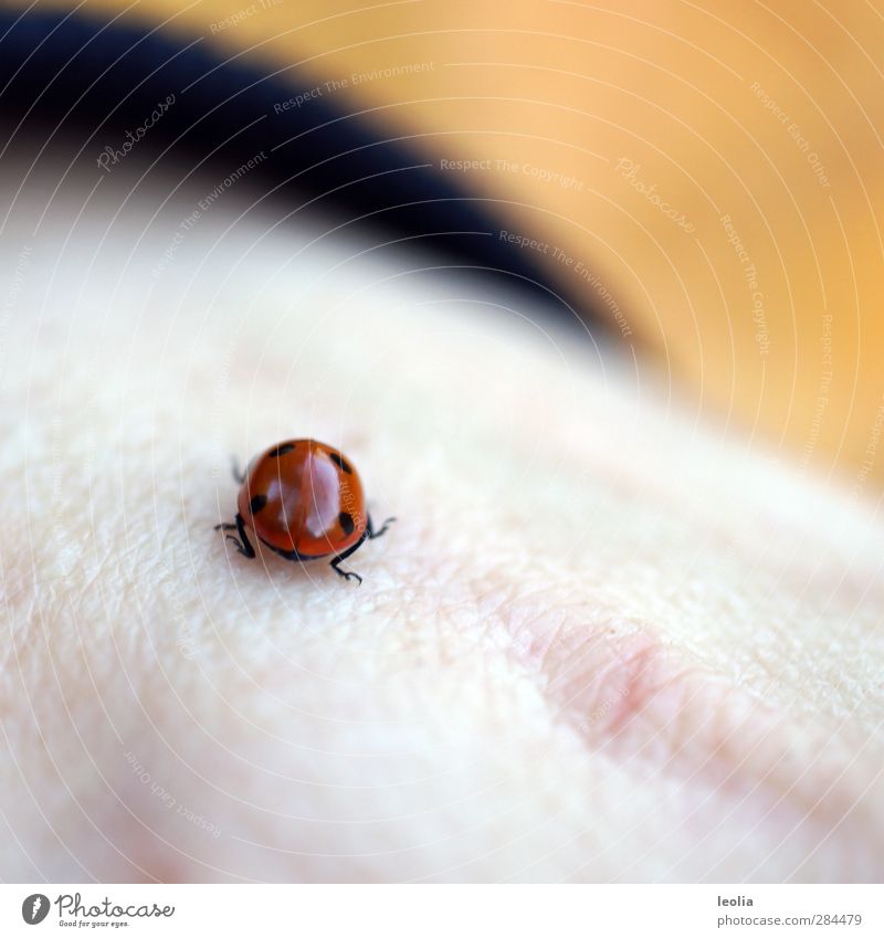 lucky charm Skin Animal Wild animal Beetle Wing 1 Small Natural Red Black Back of the hand Ladybird Point Leg of a beetle Colour photo Multicoloured