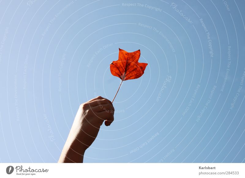 One leaf autumn Joy Healthy Harmonious Relaxation Playing Kindergarten Schoolchild Gardening Health care Human being Child Hand 1 Nature Sky Cloudless sky