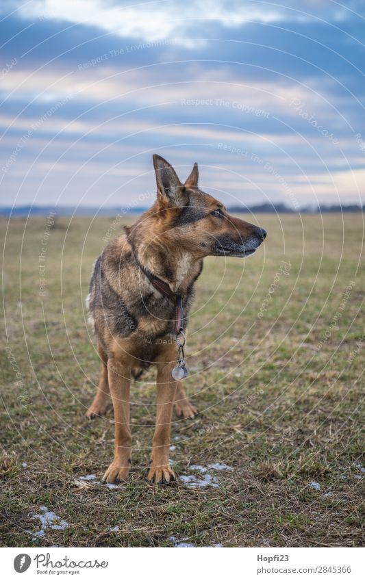 German shepherd dog on a meadow Nature Landscape Sun Winter Climate Weather Beautiful weather Plant Grass Meadow Animal Pet Farm animal Dog Animal face Pelt Paw