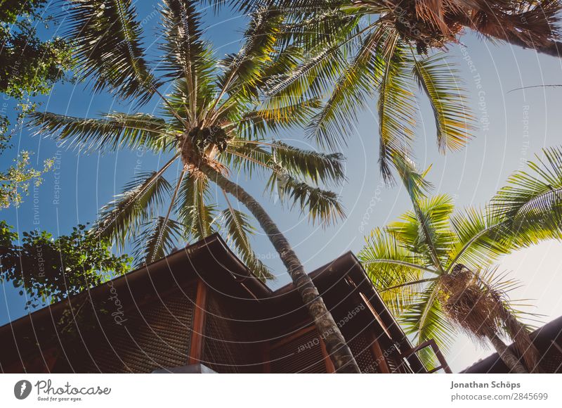 Palm trees on Tenerife from the worm's-eye view Nature Town Esthetic Upward Palm roof Blue sky Canaries South Vacation & Travel Vacation photo