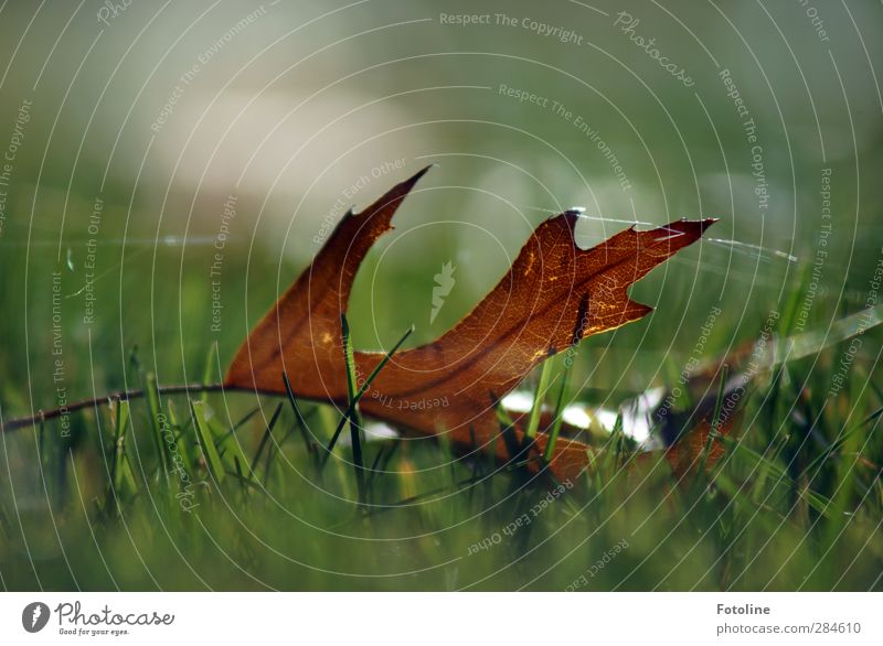 trapped in the astray Environment Nature Plant Autumn Leaf Park Meadow Bright Natural Brown Green Cobwebby Spider's web Oak leaf Autumn leaves Colour photo