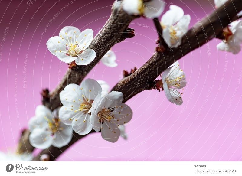 Peach blossoms on twig Plant Spring Tree Blossom rosaceae Fruit trees Twig Branch Blossoming Brown Pink White Romance Wellness Delicate Spring fever